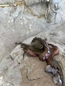 Common Octopus