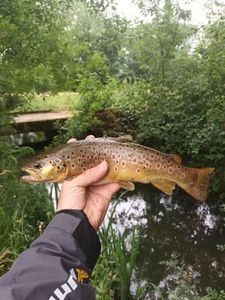 Brown Trout