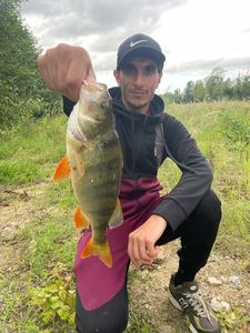 European Perch