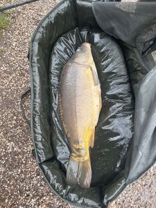 Leather Carp