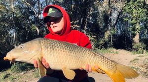 Common Carp