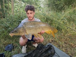 Common Carp