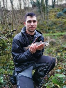 Brown Trout