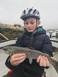 Sea Trout