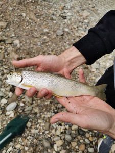 Brown Trout