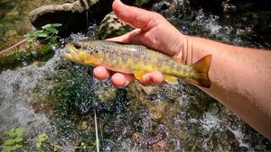Brown Trout
