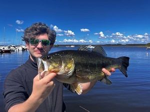 Largemouth Bass