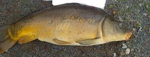 Leather Carp