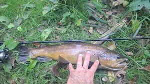 Brown Trout
