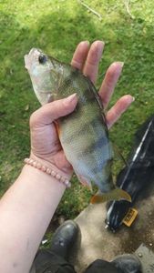 European Perch