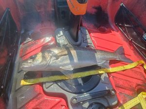 European Bass (Seabass)