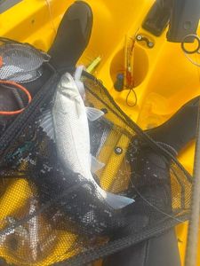 European Bass (Seabass)