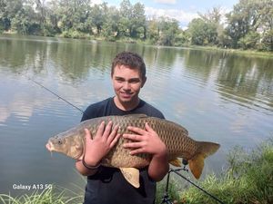 Common Carp