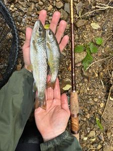 Brown Trout