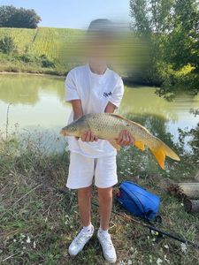 Common Carp