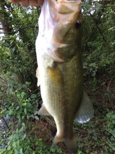 Largemouth Bass