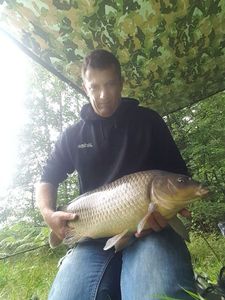 Common Carp
