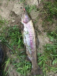 Rainbow Trout