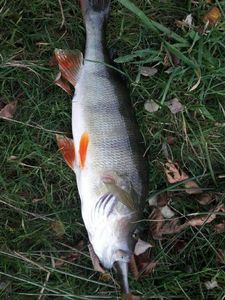 European Perch