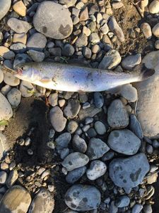 Rainbow Trout