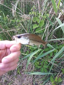 Largemouth Bass