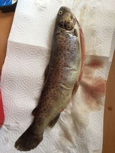Brown Trout