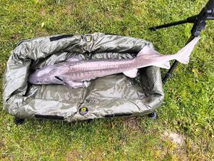 Sturgeon