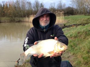 Common Bream