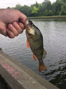European Perch