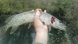 Northern Pike