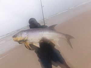 Giant African Threadfin