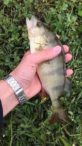 European Perch
