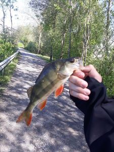 European Perch