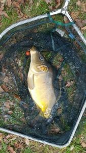 Leather Carp