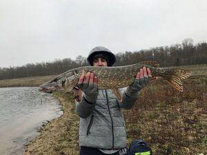 Northern Pike