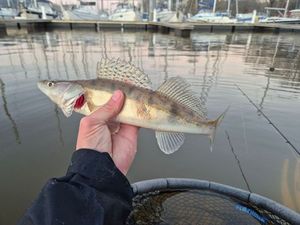 Zander
