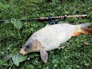 Common Carp