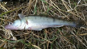 Zander