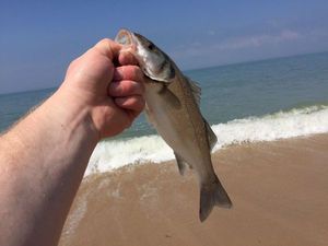 European Bass (Seabass)