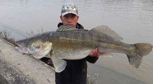 Zander
