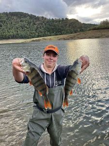 European Perch