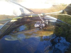 Brown Trout