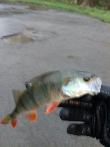 European Perch