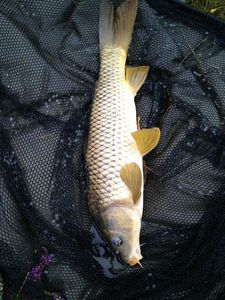 Common Carp
