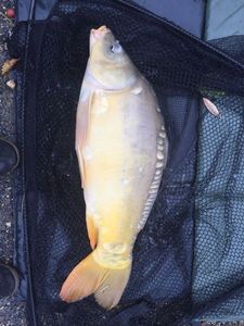 Mirror Carp