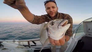 Gilthead Seabream