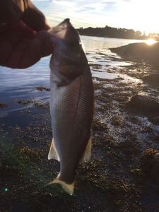 European Bass (Seabass)