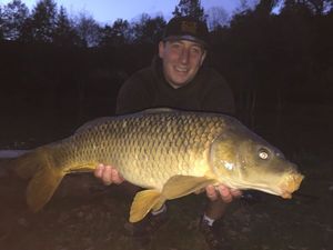 Common Carp