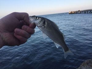 European Bass (Seabass)