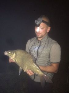 Common Bream